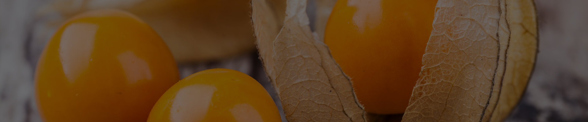 Physalis 2