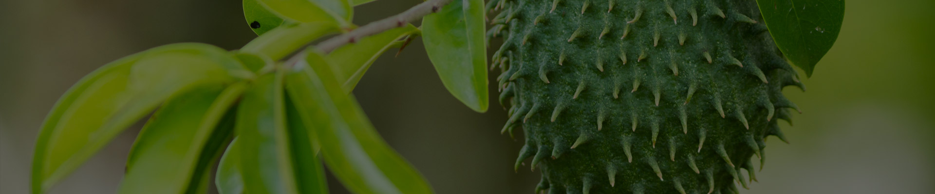 Soursop Exotic Fruit